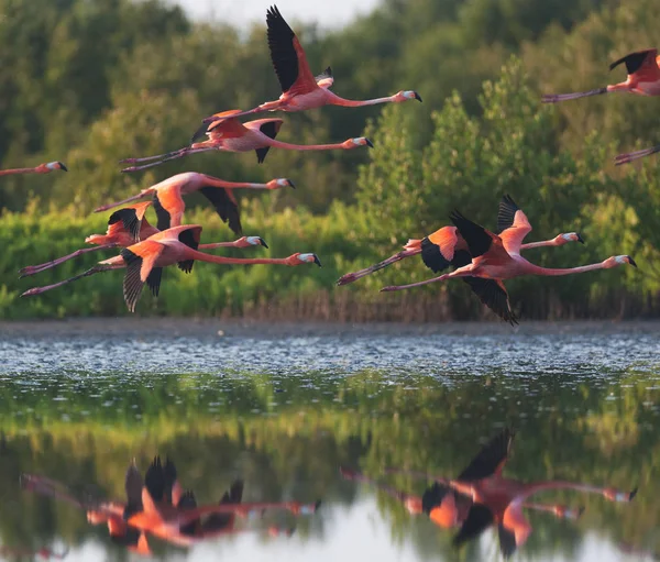 Plameňáci Jsou Létající Nad Jezerem Obrázek Přírody — Stock fotografie