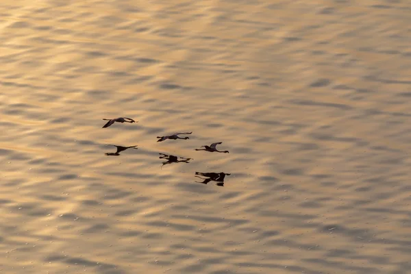 Les Flamants Roses Volent Dessus Eau Image Faune — Photo