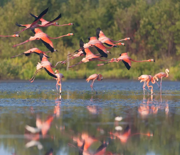 Plameňáci Jsou Létající Nad Jezerem Obrázek Přírody — Stock fotografie