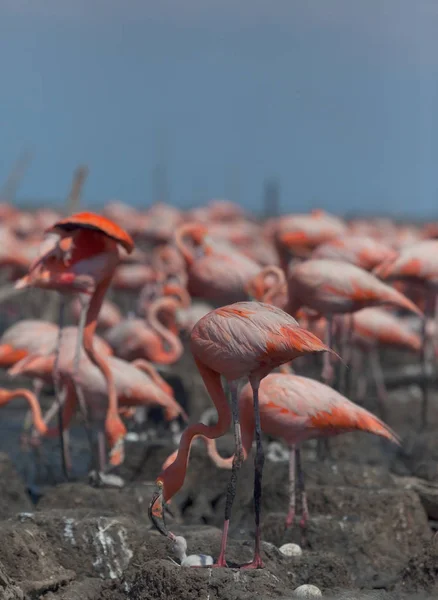 Volně Žijících Ptáků Plameňáci Keňa Afriky Nakuru Národní Park Národní — Stock fotografie