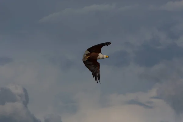 Afrikanska Fisk Örn Flyger Fauna — Stockfoto