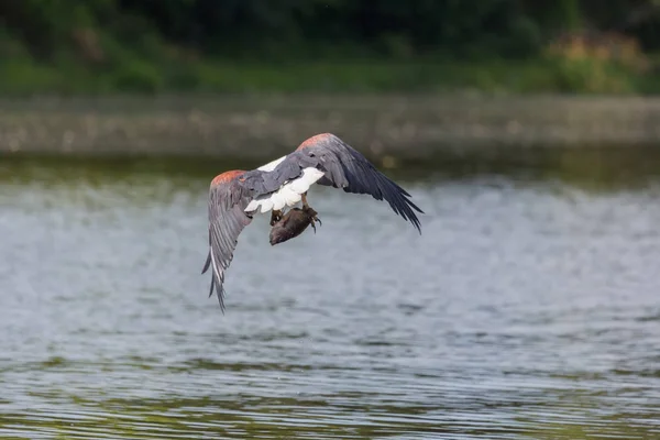 非洲鱼鹰在水面上空飞行和捕鱼 — 图库照片