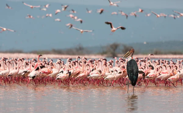 Кенія Африка Накуру Національний Парк Озеро Bogoria Національного Заповідника Дикі — стокове фото