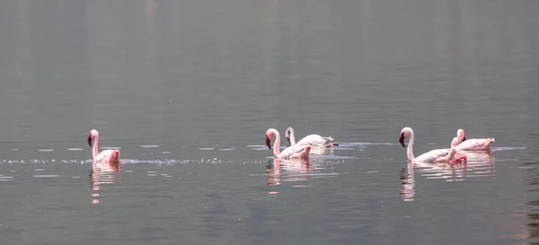 Quênia África Parque Nacional Nakuru Reserva Nacional Lago Bogoria Flamingos — Fotografia de Stock