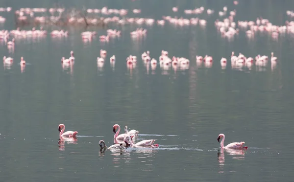 Kenya Africa Nakuru National Park Lake Bogoria National Reserve Wild — Stock Photo, Image