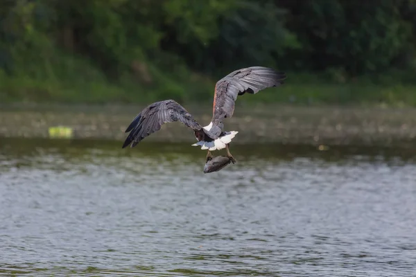 Águila Africana Volando Sobre Superficie Del Agua Pescando — Foto de Stock