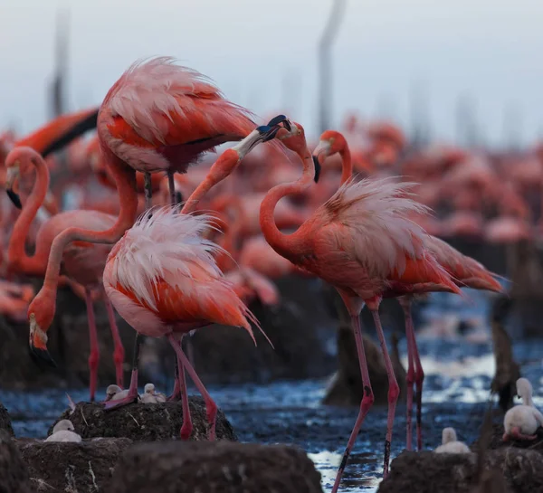 Aves Silvestres Flamencos Kenia África Parque Nacional Nakuru Reserva Nacional —  Fotos de Stock