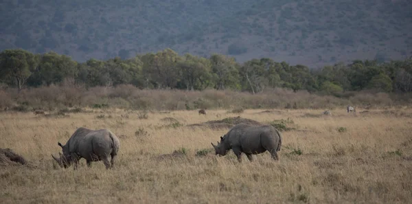 Nashörner Der Savanne Gutes Bild Der Tierwelt — Stockfoto