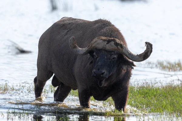 Wild buffalo is walking in water