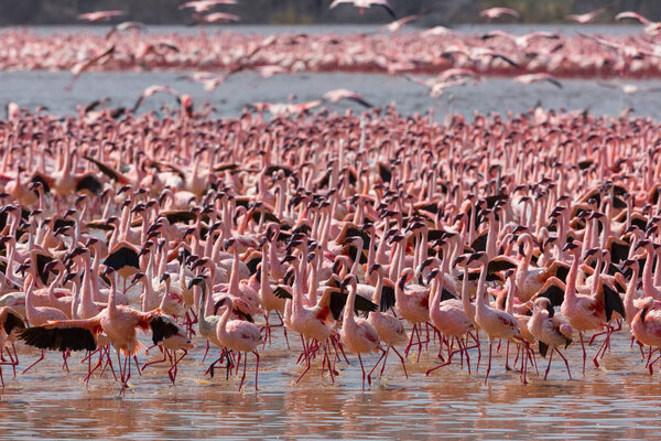 Kenya. Africa. Nakuru National Park. Lake Bogoria National Reserve. Wild flamingos