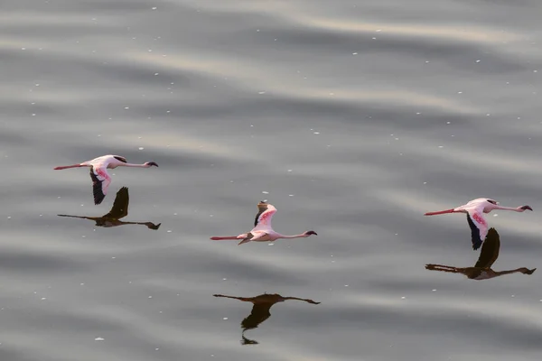 Flamingo Vliegen Boven Water Foto Van Dieren Het Wild — Stockfoto