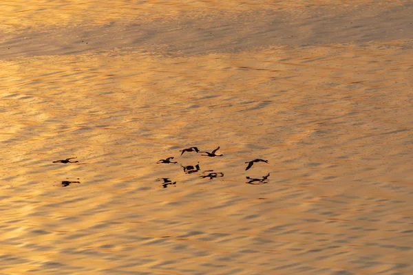 Flamingos Estão Voando Acima Água Imagem Vida Selvagem — Fotografia de Stock