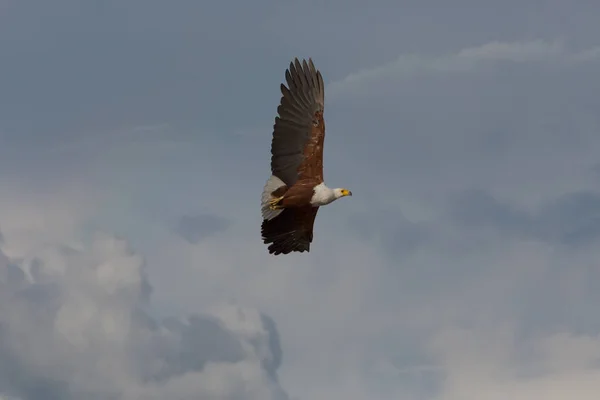 African Fish Eagle Flying Fauna — Stock Photo, Image