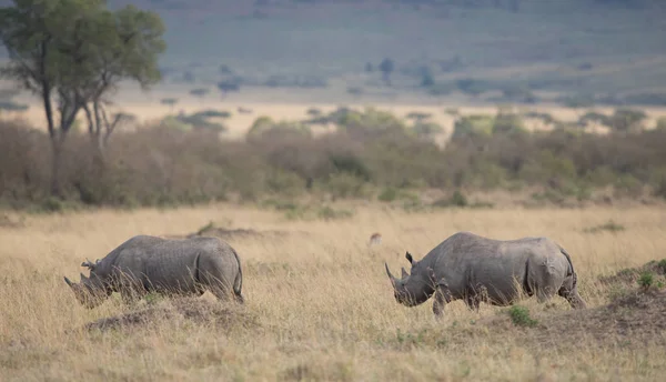 Носороги Саванне Хорошая Картина Дикой Природы — стоковое фото
