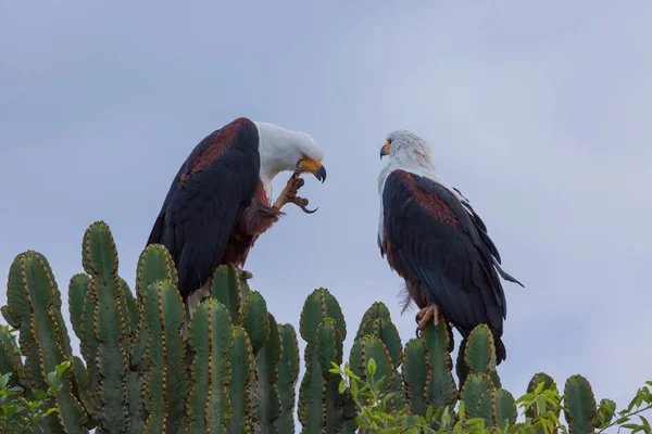 Afrikaanse Vis Eagles Zittend Een Boom — Stockfoto