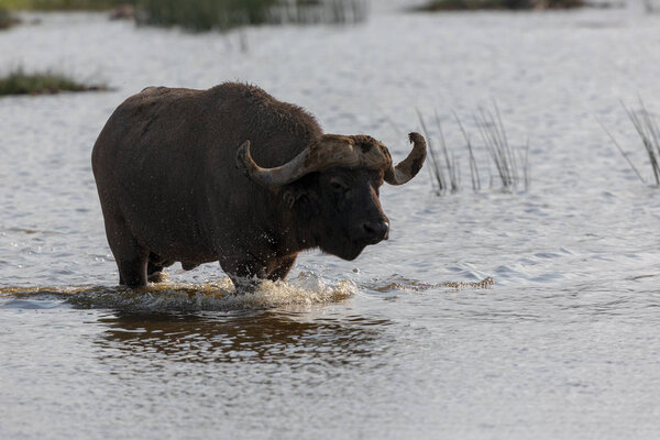 Дикий буйвол ходит в воде
