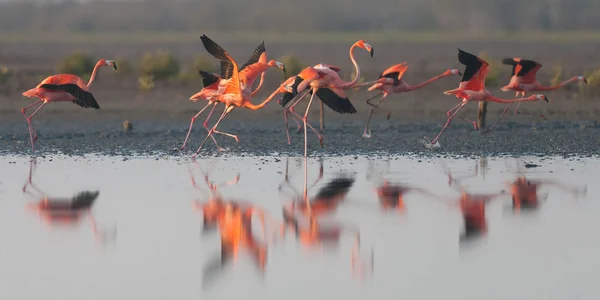 Volně Žijící Plameňáci Keňa Afriky Nakuru Národní Park Národní Rezervace — Stock fotografie