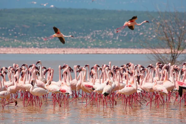 Кенія Африка Накуру Національний Парк Озеро Bogoria Національного Заповідника Дикі — стокове фото