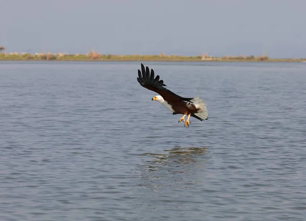 Afrikaanse Vis Eagle Vliegen Boven Het Wateroppervlak Vissen — Stockfoto