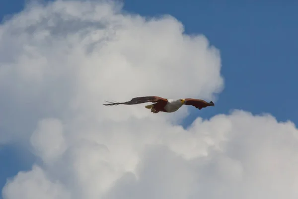 Afrikanska Fisk Örn Flyger Fauna — Stockfoto