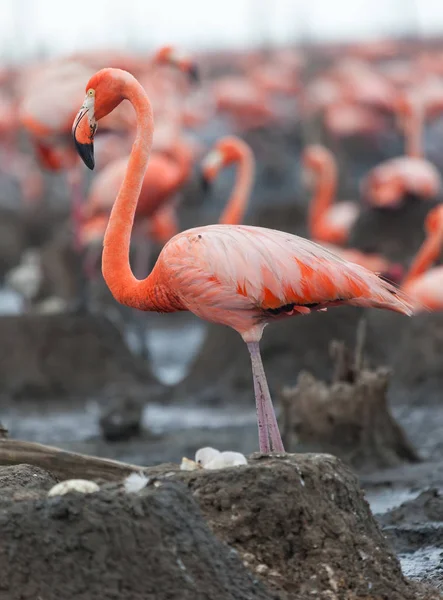 Aves Silvestres Flamencos Kenia África Parque Nacional Nakuru Reserva Nacional —  Fotos de Stock