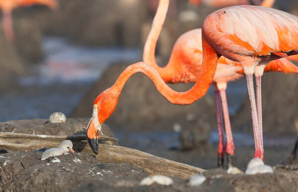 wild birds flamingos. Kenya. Africa. Nakuru National Park. Lake Bogoria National Reserve