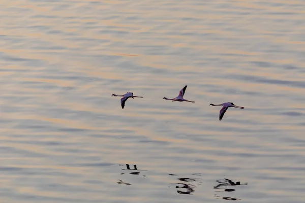 Flamingos Flyger Ovanför Vattenytan Bild Wildlife — Stockfoto