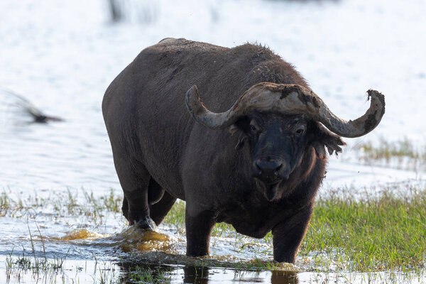 Wild buffalo is walking in water