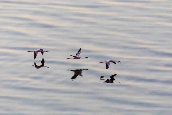 Flamingos Flying Water Picture Wildlife — Stock Photo, Image