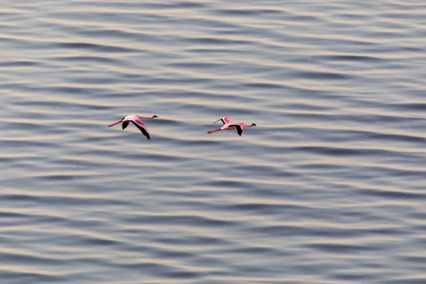 Flamingók Víz Fölött Repül Vadon Élő Állatok Kép — Stock Fotó