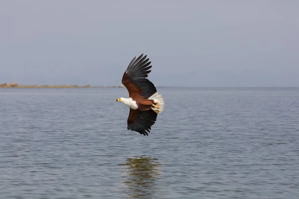 Afrikanska Fisk Örn Flyger Över Vattenytan Och Fiske — Stockfoto