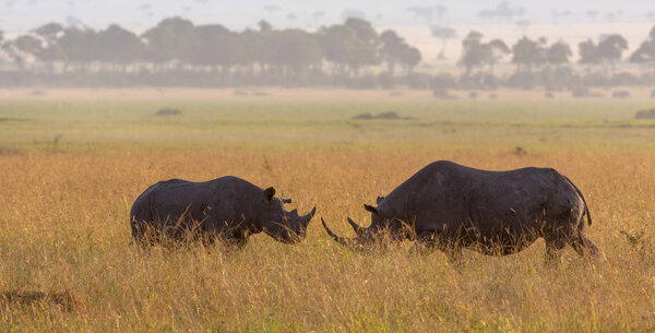 rhinoceroses  in the savanna.  good picture of wildlife. 