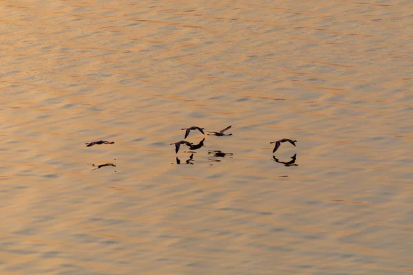 Los Flamencos Vuelan Sobre Agua Imagen Vida Silvestre — Foto de Stock