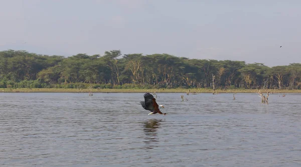 Африканських Риб Орел Літати Над Поверхнею Води Риболовля — стокове фото