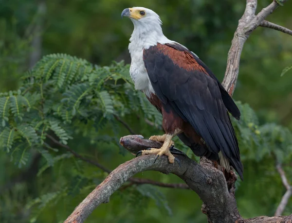 Águila Pescadora Africana Está Sentada Árbol Con Presa —  Fotos de Stock