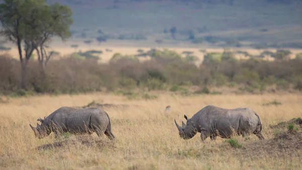 Носороги Саванне Хорошая Картина Дикой Природы — стоковое фото