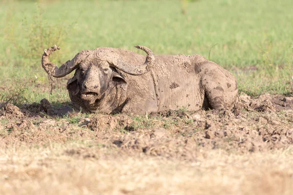 泥土里的野生水牛非洲 野生动物 — 图库照片
