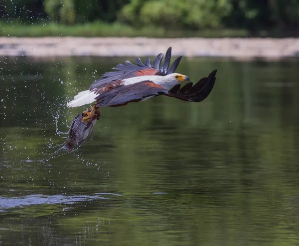 Afrikaanse Vis Eagle Vliegen Boven Het Wateroppervlak Vissen — Stockfoto