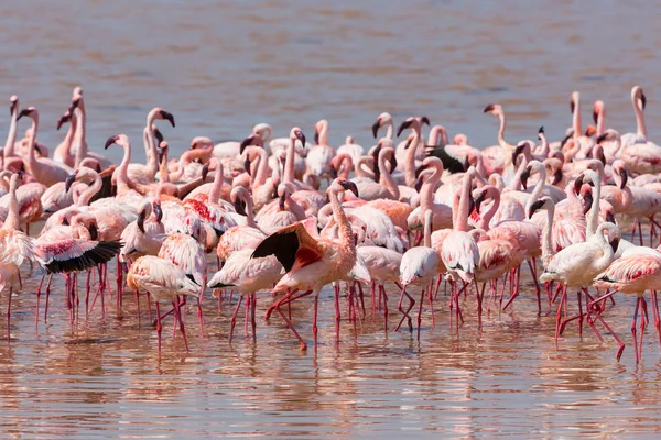 Wild Flamingos Kenya Africa Nakuru National Park Lake Bogoria National — Stock Photo, Image
