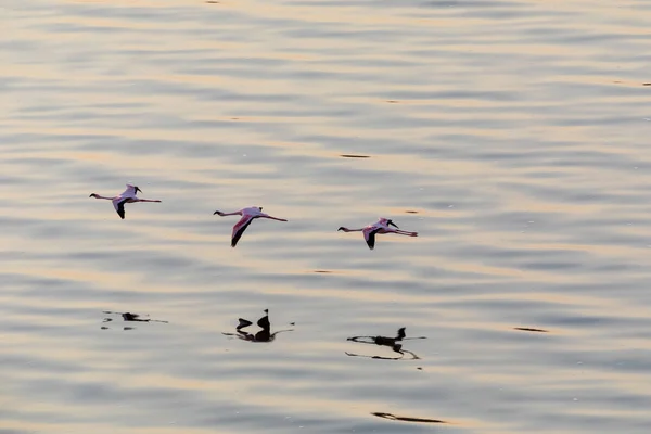 Flamingos Flying Water Picture Wildlife — Stock Photo, Image