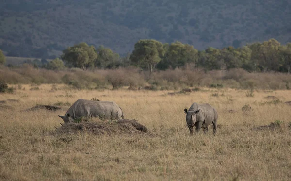 Носороги Савані Гарна Картина Дикої Природи — стокове фото