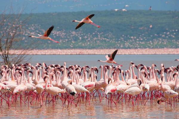 Кения. Африка. Национальный парк Накуру. Национальный заповедник Богорийское озеро. Дикие фламинго
