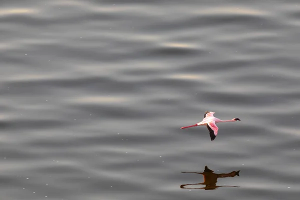 Flamingos Flying Water Picture Wildlife — Stock Photo, Image
