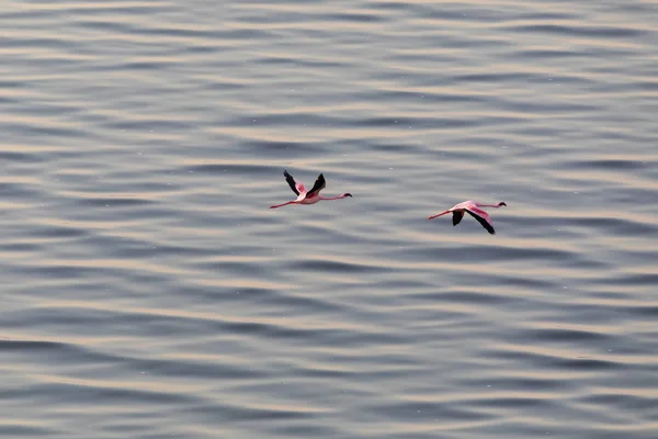 Фламинго Летят Над Водой Изображение Дикой Природы — стоковое фото