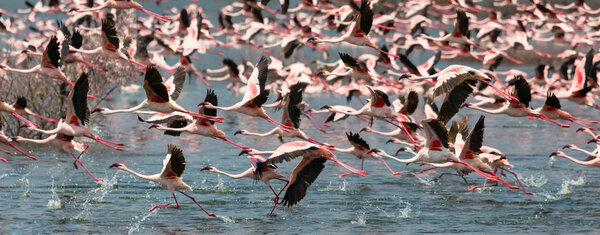 Kenya. Africa. Nakuru National Park. Lake Bogoria National Reserve. Wild flamingos