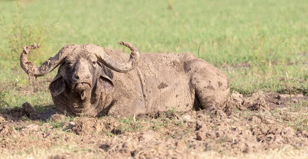 Wilde Büffel Dreck Afrika Wildes Leben — Stockfoto