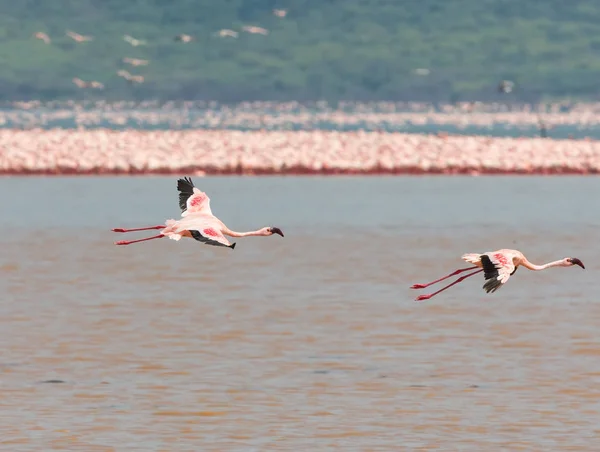 Кенія Африка Накуру Національний Парк Озеро Bogoria Національного Заповідника Дикі — стокове фото