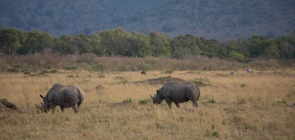 Gergedanların savana içinde. yaban hayatı iyi resmi. 