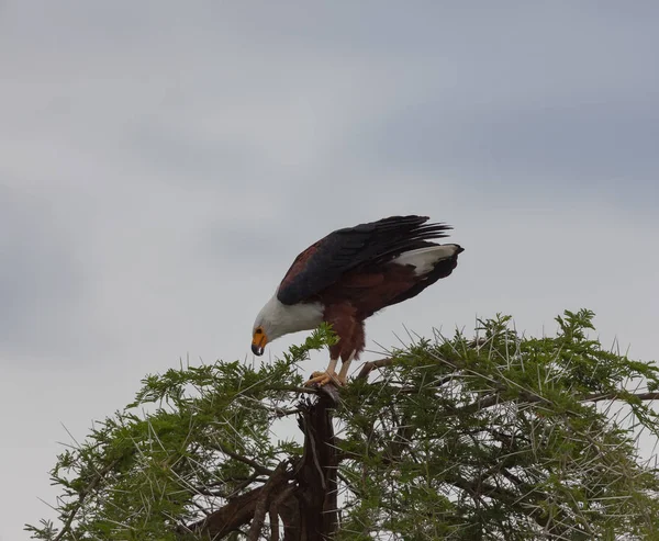 Afrikanischer Fischadler Sitzt Mit Beute Auf Einem Baum — Stockfoto