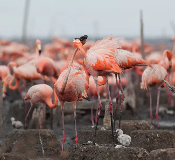 Aves Silvestres Flamencos Kenia África Parque Nacional Nakuru Reserva Nacional —  Fotos de Stock